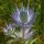  (02/02/2021) Eryngium alpinum added by Shoot)