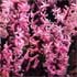 Hyacinthus orientalis 'Pink Festival'