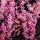 multi-flowered pink is a spring-flowering bulbous perennial. Unlike H. orientalis, this variety bears several stems clad with fragrant, pink, bell-shaped flowers Hyacinthus multi-flowered pink added by Shoot)