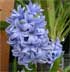 Hyacinthus orientalis 'Blue Giant'