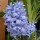 'Blue Giant' is a bulbous perennial with dark-green, strap-shaped leaves and a densly-packed spike of fragrant, mid-blue, bell-shaped flowers in spring. Hyacinthus orientalis 'Blue Giant' added by Shoot)