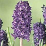 'Blue Magic' is a bulbous perennial with dark-green, strap-shaped leaves and a densly-packed spike of fragrant, deep purple-blue, bell-shaped flowers with white throats in spring. Hyacinthus orientalis 'Blue Magic' added by Shoot)