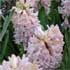 Hyacinthus orientalis 'China Pink'
