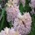 'China Pink' is a bulbous perennial with dark-green, strap-shaped leaves and a densly-packed spike of fragrant, pink, bell-shaped flowers in spring.  Hyacinthus orientalis 'China Pink' added by Shoot)