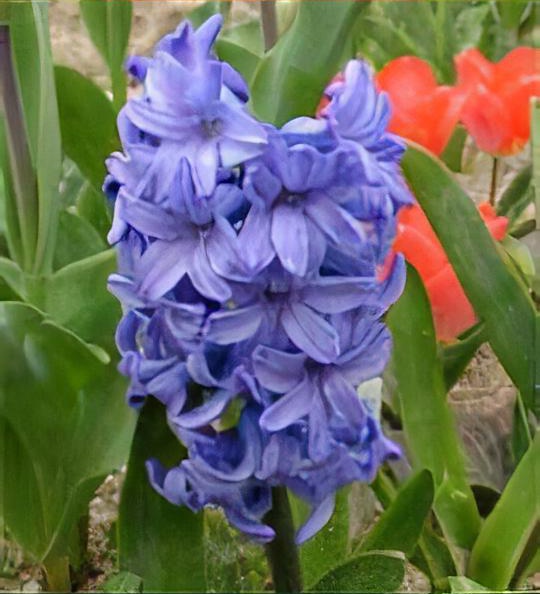 Hyacinthus orientalis 'Delft Blue'