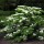  (22/04/2022) Viburnum plicatum f. tomentosum 'Mariesii' added by Shoot)