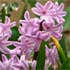 Hyacinthus orientalis 'Splendid Cornelia'