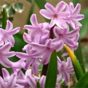'Splendid Cornelia' is a bulbous perennial with dark-green, strap-shaped leaves and a densly-packed spike of fragrant, lilac bell-shaped flowers in spring. Hyacinthus orientalis 'Splendid Cornelia' added by Shoot)