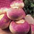 Brassica rapa 'Purple Top Milan'