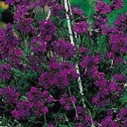 'Imagination' is a small, compact, half hardy annual with deep violet blue flowers in summer. Verbena speciosa 'Imagination' added by Shoot)