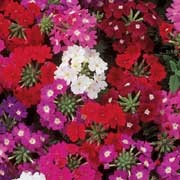 'Quartz' Mix is a small, compact annual with scarlet, blue, lilac, lavender, white or burgundy flowers in summer. Verbena 'Quartz' Mix added by Shoot)