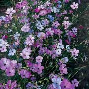 'Brilliant' Mix is a clump-forming annual with small, single pink, red, blue or white flowers on top of long arched stems in summer. Viscaria oculata 'Brilliant' Mix added by Shoot)