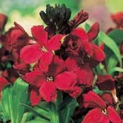 'Blood Red' is a short-lived subshrub, evergreen perennial, grown as a hardy biennial, with lance shaped, dark green leaves and large, fragrant, deep red flowers that bloom in spring. Erysimum cheiri 'Blood Red' added by Shoot)