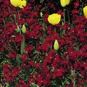 'Fire King' is a short-lived subshrub, evergreen perennial, grown as a hardy biennial, with lance shaped, dark green leaves and large, fragrant, rich scarlet flowers that bloom in spring. Uniform in habit. Erysimum cheiri 'Fire King' added by Shoot)