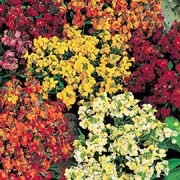 'Persian Carpet' Mix is a short-lived subshrub, evergreen perennial, grown as a hardy biennial, with lance shaped, dark green leaves and large, fragrant, cream, apricot, orange, rose, purple and gold flowers that bloom in spring.  Erysimum cheiri 'Persian Carpet' Mix added by Shoot)