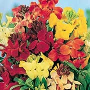 'Treasure' F1 Mix is a compact, branching, semi-evergreen perennial with lush, green leaves and erect racemes of fragrant, yellow, red, primrose and bronze flowers in early spring to late summer. Erysimum 'Treasure' F1 Mix added by Shoot)
