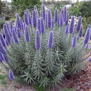 Echium candicans added by Shoot)