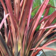 'Rainbow Maiden' is a clump-forming, evergreen perennial with linear, upright, pink leaves with darker pink to red margins and tubular, dull red flowers borne on erect stems in summer. Phormium 'Rainbow Maiden' added by Shoot)