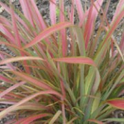 'Jester' is a clump-forming, evergreen perennial with linear, upright, pink leaves with bright green margins and, on occasion, tubular, dull red flowers borne on erect stems in summer.
 Phormium 'Jester' added by Shoot)