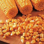 'Lark' is an annual, cereal grass bearing edible golden kernels on long cobs in late summer. This variety is a really sweet, extra tender corn. Zea mays 'Lark' added by Shoot)