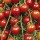 'Red Alert' is a bush type outdoor tomato plant that has small, red fruits and up to 5lbs of fruit per plant! Lycopersicon esculentum 'Red Alert' added by Shoot)