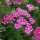 Achillea millefolium 'Cerise Queen' (13/01/2017) Achillea millefolium 'Cerise Queen' added by Shoot)