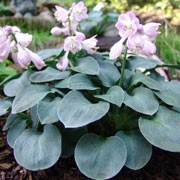 'Blue Mouse Ears' is a low-growing, clump-forming perennial with small, thick, round to heart-shaped, blue-green leaves and, in summer, funnel-shaped lavender and white-striped flowers borne on thin stalks. Hosta 'Blue Mouse Ears' added by Shoot)