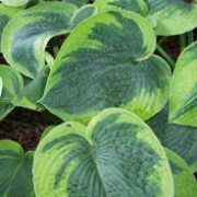 'Flavocircinalis' is a slow-growing, clump-forming, herbaceous perennial with ovate to heart-shaped, blue-green leaves with creamy-yellow margins narrow stalks bearing racemes of bell-shaped, grey-white flowers in summer.  Hosta tokudama 'Flavocircinalis' added by Shoot)