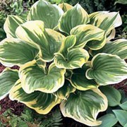 'Magic Fire' is a low-growing, clump-forming, herbaceous perennial with thick, heart-shaped, dark green leaves with yellow margins that streak toward the centre of each leaf and narrow stalks bearing racemes of funnel-shaped, lavender flowers in summer.
 Hosta 'Magic Fire' added by Shoot)