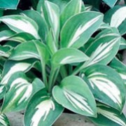 'Pandora's Box' is a low, slow-growing, clump-forming, herbaceous perennial with long, grey-blue leaves at first, becoming rounded, dark green leaves with white centres as they mature and racemes of funnel-shaped, purple flowers on narrow stalks in summer.
 Hosta 'Pandora's Box' added by Shoot)