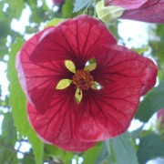 'Ashford Red' is a large evergreen shrub, with nodding, bell-shaped deep red flowers in summer and autumn.
 Abutilon 'Ashford Red' added by Shoot)