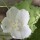 Abutilon vitifolium var. album (02/06/2013) Added by Katharine Leaman