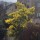 Acacia longifolia in Camberwell London Added by Paul Lupton Garden Services 