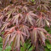 'Burgundy Lace' is a slow-growing tree or shrub forming a compact dome of deeply cut leaves that are burgundy red in spring. Its size makes it suitable for a small gardens or for growing in a large container. Acer palmatum var. dissectum atropurpureum 'Burgundy Lace' added by Shoot)
