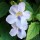 Thunbergia grandiflora added by Shoot)