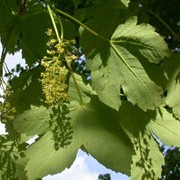 Acer pseudoplatanus   added by Shoot)