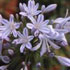 Agapanthus 'Gayle's Lilac'  