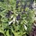 Salvia Amistad with Digitalis Alba, Heuchera (Add Eupatorium Choc) Added by Aoibhe O’Callaghan
