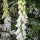 Digitalis purpurea f. albiflora (White-flowered foxglove) Added by Nicola