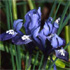 Iris reticulata 'Spring Time'