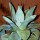 Agave parryi   added by Shoot)