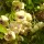 Akebia: amazing spicy jasmine scent (27/03/2011) Added by Anita Sullivan