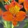 'Flaming Star', a long flowering Cottage variety, has lance-shaped leaves and bright orange flowers in summer. Alstroemeria 'Flaming Star'  added by Shoot)