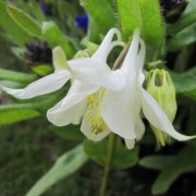 Aquilegia vulgaris 'Nivea' (31/03/2017) Aquilegia vulgaris 'Nivea' added by Shoot)