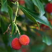 Arbutus unedo f. rubra added by Shoot)