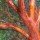 Arbutus x andrachnoides   added by Shoot)