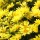  (02/02/2022) Argyranthemum 'Cornish Gold'  added by Shoot)