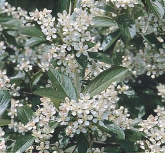 Aronia arbutifolia 