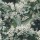 Aronia arbutifolia   added by Shoot)