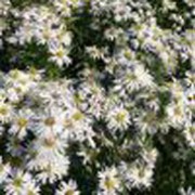 'Snowsprite' is a bushy, compact perennial with narrow leaves and clusters of white flowers in summer until autumn. Aster dumosus 'Snowsprite'  added by Shoot)